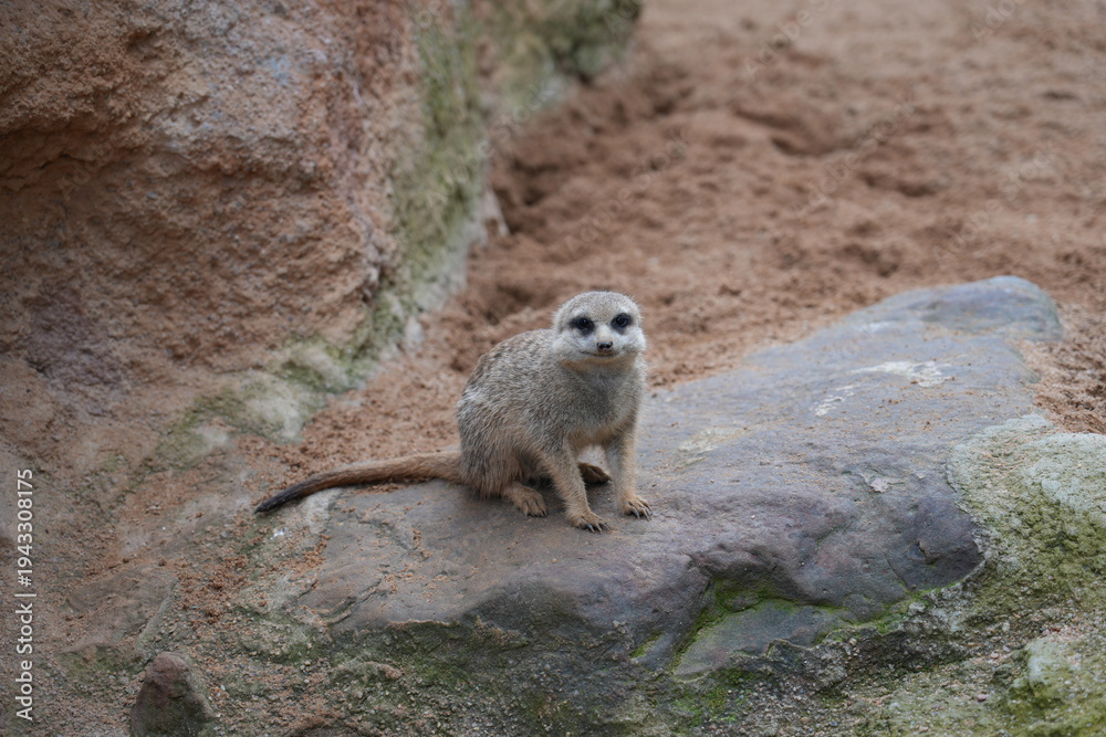 Fototapeta premium Meerkat sitting on rock