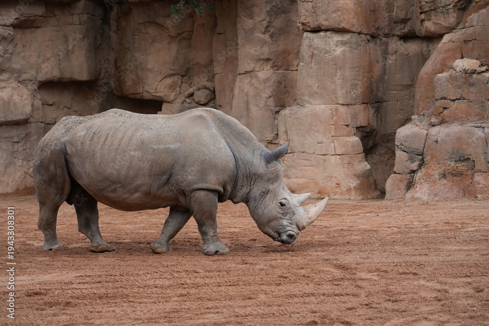 Fototapeta premium Rhinoceros standing in zoo habitat