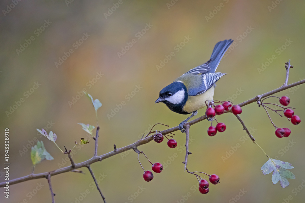 Fototapeta premium Great Tit (Parus major) perched on a hawthorn branch with red berries. Colorful garden bird in autumn forest looking for food.