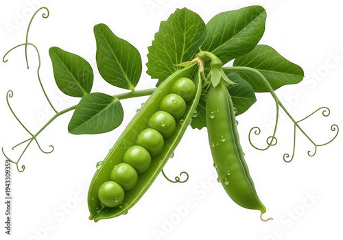 Fresh green peas in pod with water droplets isolated on a transparent background