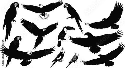 Tropical bird and eagle silhouette set, cad drawing flat vector illustration, macaw parrot and soaring hawk icons isolated on white.