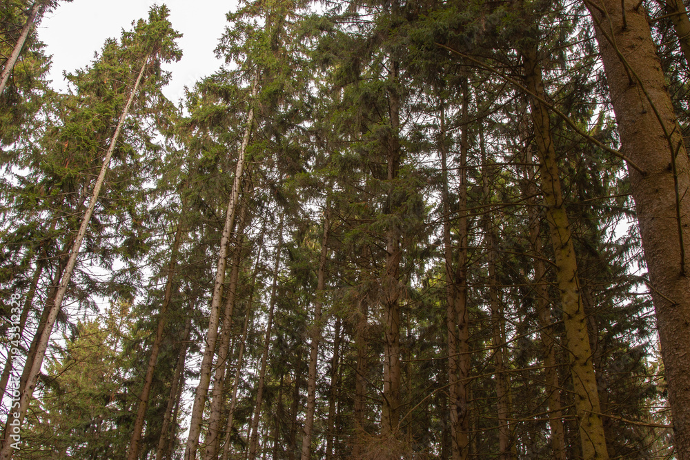 Fototapeta premium A breathtaking view from the forest floor: dark trunks of mature evergreens stretch upward, their lower branches bare. Needle-laden limbs create a lacy green ceiling against the soft, diffused sky
