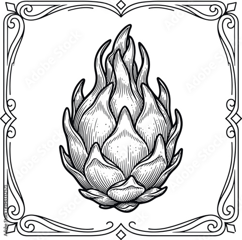 dragon fruit vector illustration