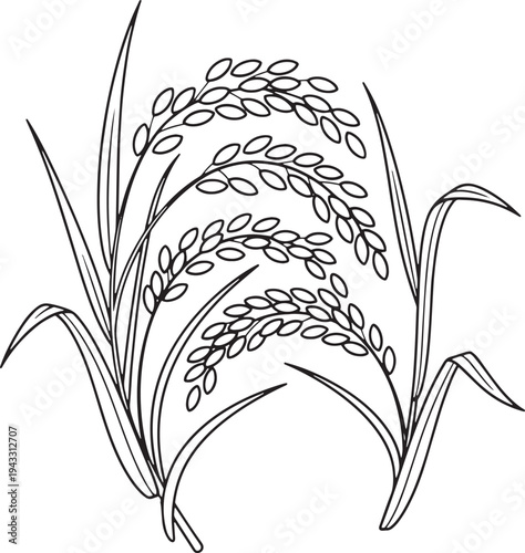 Two stalks of wheat plant simple line drawing vector illustration agricultural symbol nature