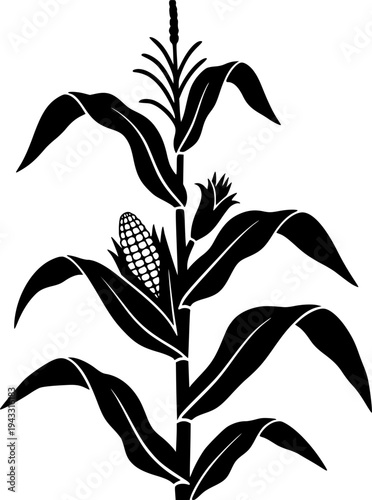Corn stalk silhouette, Corn tree , corn, Corn stalk vector
