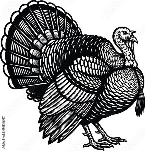 Wild turkey bird woodcut style vector illustration, cad drawing flat vector illustration of poultry farm animal, autumn thanksgiving design