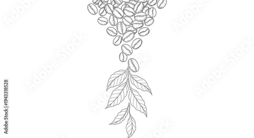 Coffee beans and leaf illustration.