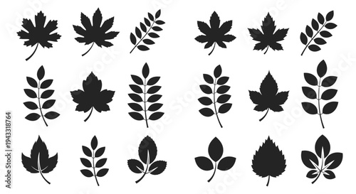 Collection of various leaf shapes in a striking black silhouette