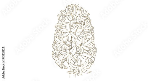 Elegant Hyacinth Bloom Botanical Outline Drawing Illustration for Spring Season