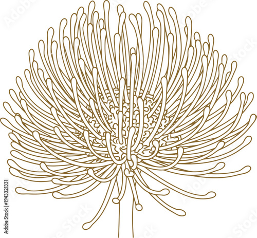 Elegant Botanical Line Art Illustration of a Stylized Protea Flower Outline