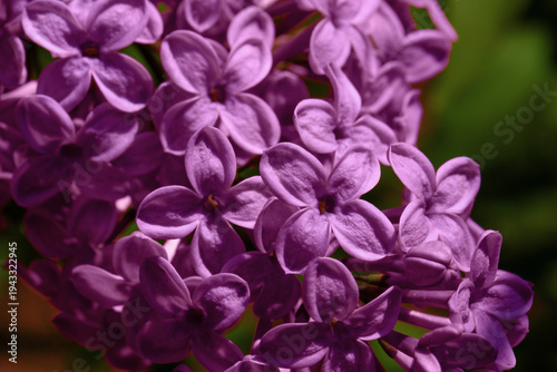 Purple lilac flowers close-up cluster in spring garden with fragrant petals a...