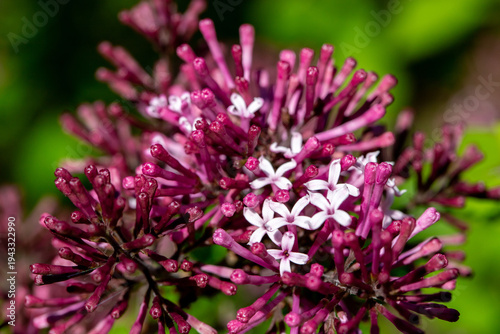 Close-up of purple lilac blossoms in spring garden with delicate pink and whi...