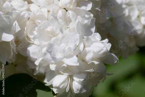 Close-up of white lilac flowers clustered in soft sunlight against a green ga...