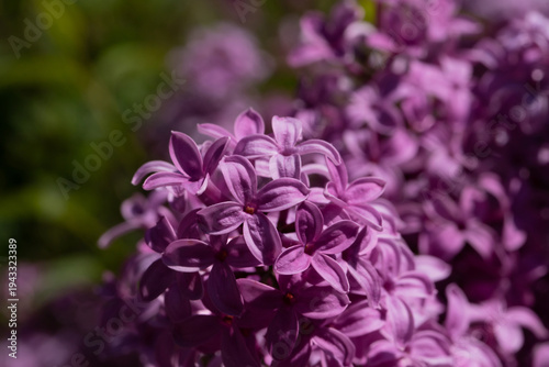 Cluster of purple lilac flowers captured in close-up, showing delicate petals...