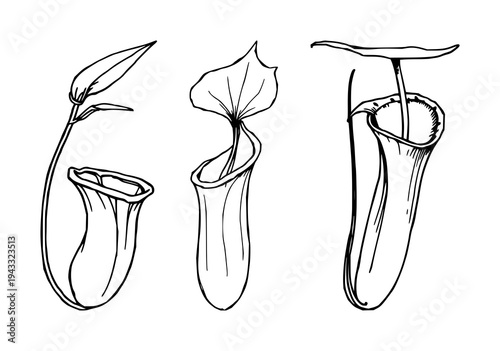 Pitcher plant set with hand-drawn botanical sketch, isolated on white featuring black ink, exotic flora, botanical with illustration and vines