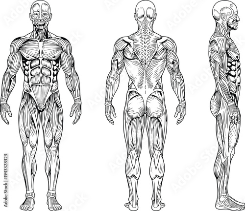 Detailed black and white vector illustration of the human muscular system showing front back and side views for medical and fitness education