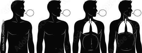 Human breathing process silhouette diagram, respiratory system lungs illustration, inhale exhale air flow anatomy educational medical vector isolated