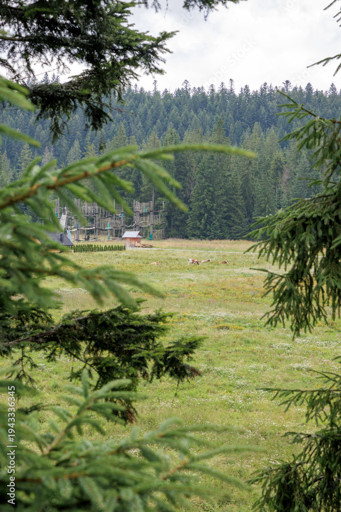Obraz premium Alpine Meadow View with Distant Forest and Adventure Park