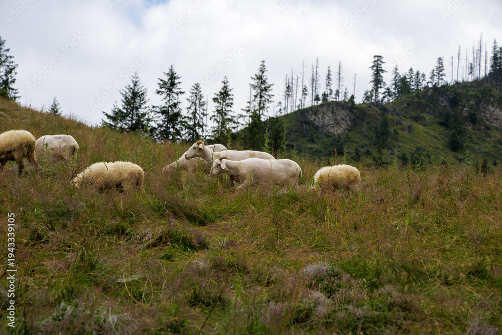 Fototapeta premium Close Up of Horned Sheep in Alpine Pasture