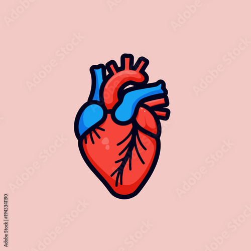 Illustration of a human heart with stylized veins and arteries, highlighting its anatomical structure with vibrant colors on a pale pink background, emphasizing medical and educational themes.
