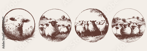 Sheep farm logo emblem hand drawn style. Set of lamb and flock in pasture landscape. Background for wool branding and organic product packaging in pencil line drawing.