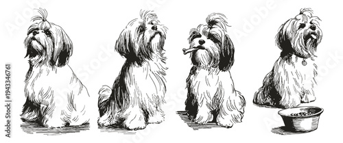 Shih tzu dog breed pencil drawing style. Long hair puppy poses with bone and bowl. Illustration for grooming guides or pet shop graphics. Crayon drawn sketch line art style.