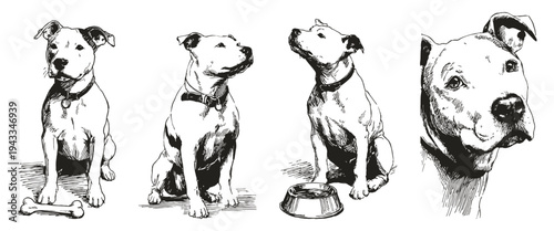 American Staffordshire Terrier dog strong loyal companion set. Illustrations for kennel branding and pet care design. Crayon drawn sketch style showing canine portraits and poses.