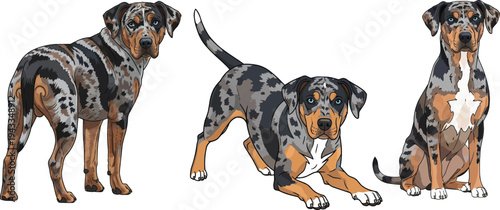 Catahoula Leopard Dog play bow sitting looking back pose set