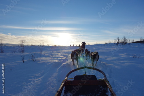 sled dogs on the snow facing sun