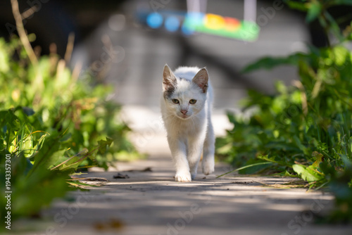 Foto White cat walking gracefully across a surface, showcasing elegant movement, curiosity, and the natural poise of a domestic feline in motion