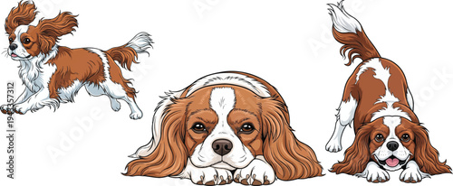 Cavalier King Charles Spaniel dog lying down play bow running pose set