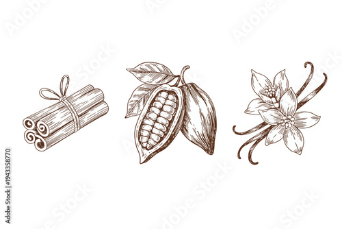 Vanilla beans cinnamon sticks and cocoa pod with leaves and flowers illustration