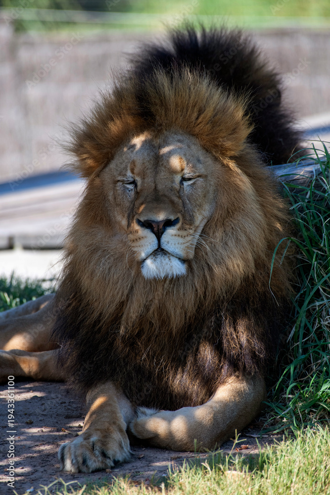 Fototapeta premium African Lion (Panthera Leo)
