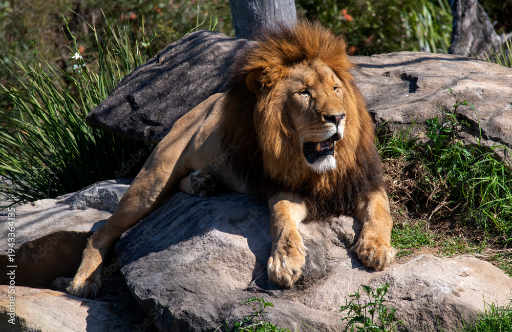 Fototapeta premium African Lion (Panthera Leo)