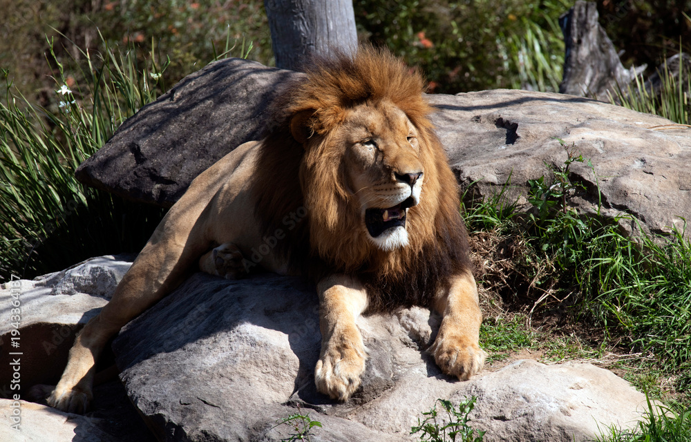 Obraz premium African Lion (Panthera Leo)