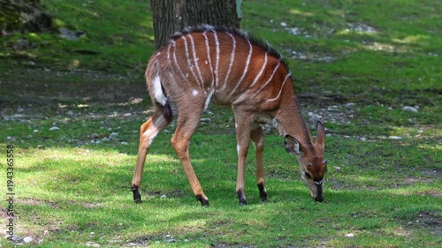 The nyala, Tragelaphus angasii is a spiral-horned antelope native to Southern Africa. It is a species of the family Bovidae and genus Nyala, also considered to be in the genus Tragelaphus. 