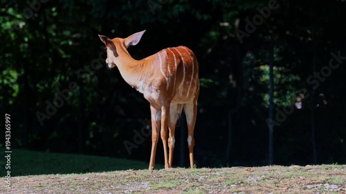 The nyala, Tragelaphus angasii is a spiral-horned antelope native to Southern Africa. It is a species of the family Bovidae and genus Nyala, also considered to be in the genus Tragelaphus. 