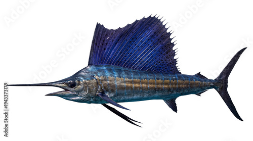 Photography Magnificent Atlantic sailfish with vibrant blue dorsal fin and distinctive bill,