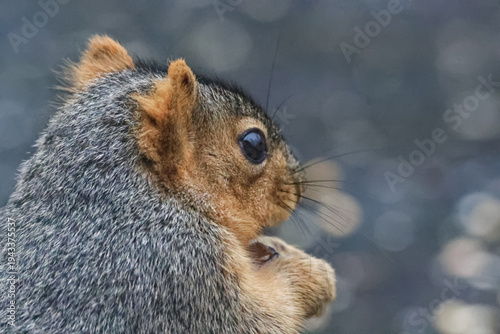 Close-up of a Gray Squirrel eating a nut