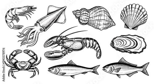 Detailed Ink Drawing of Various Seafood and Shellfish for Culinary Themes