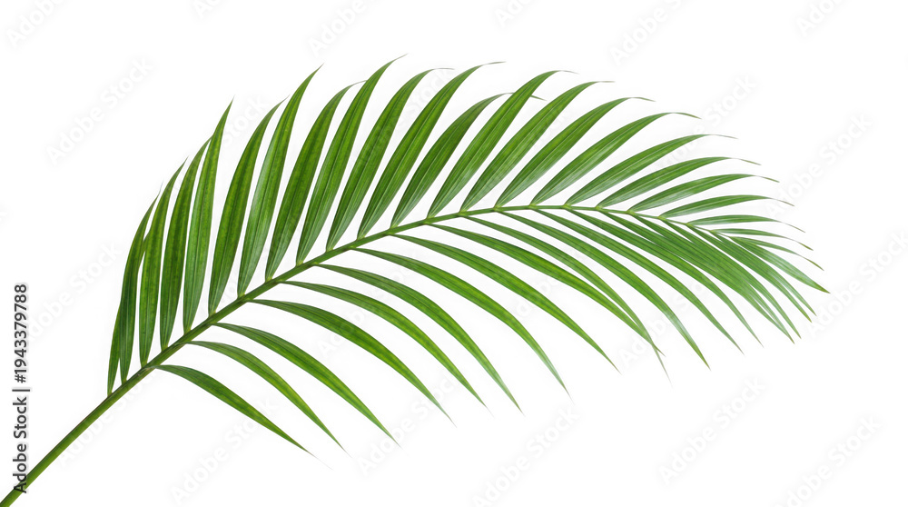 Obraz premium A vibrant green palm leaf against a stark black background highlighting its delicate and intricate structure