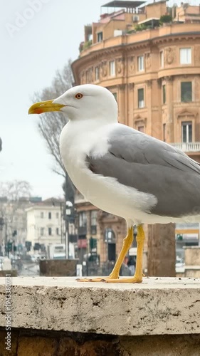 Seagull animal on old historical architecture in Rome city center,4k