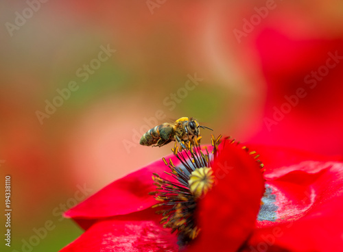 bee flies and collects nectar from scarlet poppy flowers on a summer meadow