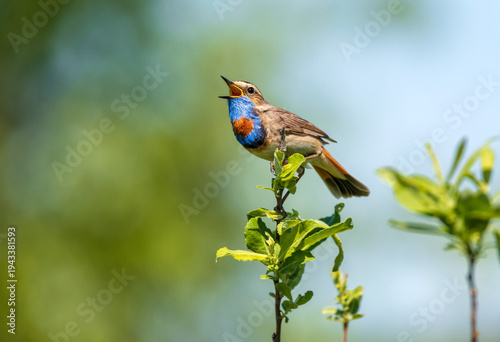A male bluethroat sits on a bush branch and sings with its beak open.