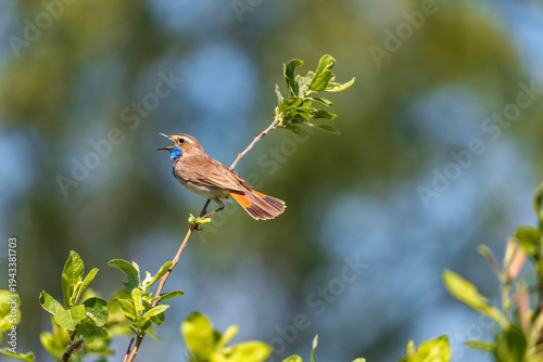 A bluethroat bird sits on a branch of a bush and sings with its beak open