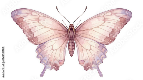 A delicate pink butterfly with white and subtle purple hues on its wings spread wide against a stark black background