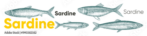 Illustration of sardines with detailed line art and bold typography. The design features multiple sardine fish in various orientations, accompanied by the word 'Sardine'.