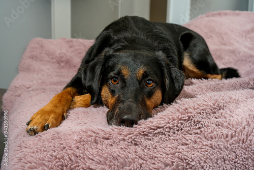 Foto portrait of a mongrel dog with dark fur