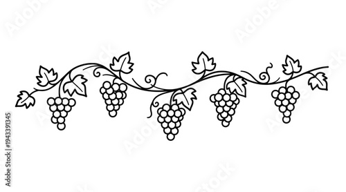 A black and white illustration of a grapevine with clusters of grapes