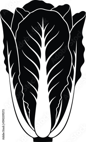 Silhouette of fresh organic romaine lettuce leaf plant vector illustration